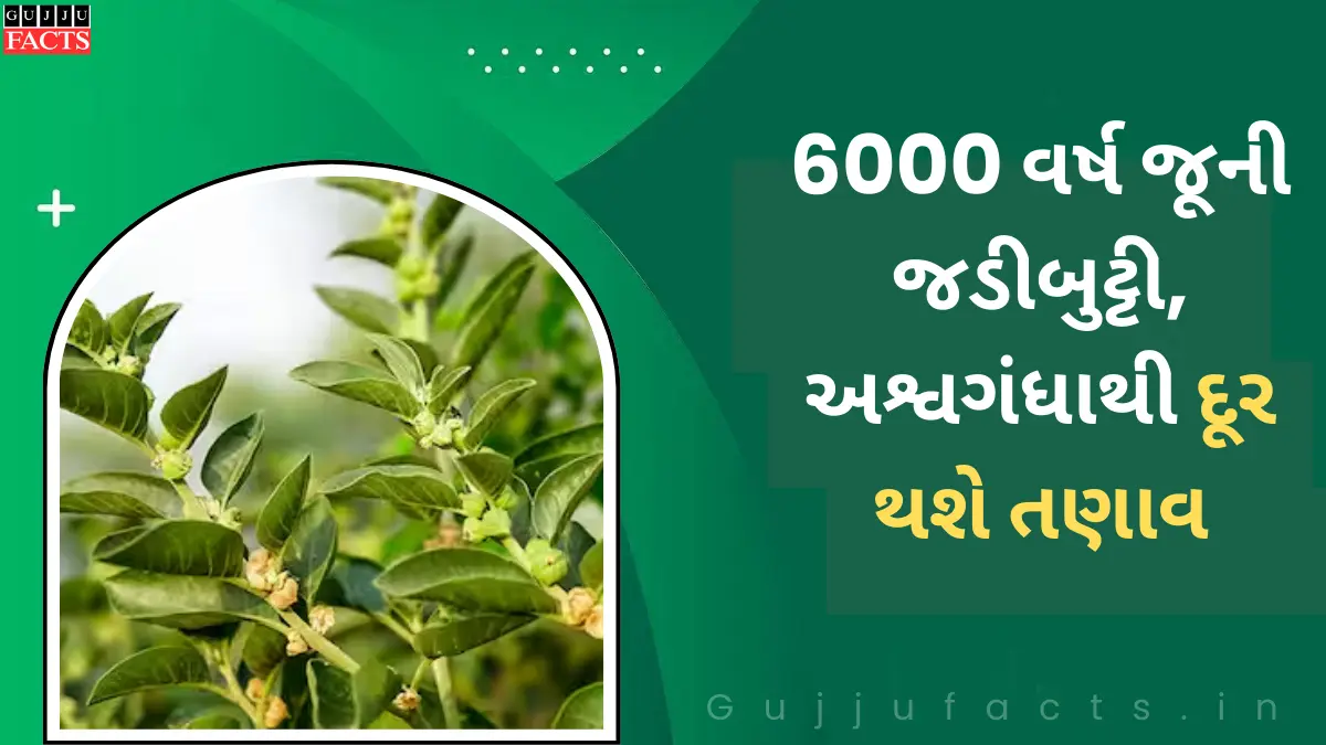 6000 વર્ષ જૂની જડીબુટ્ટી: અશ્વગંધાથી દૂર થશે તણાવ, થાક અને નબળી ઉર્જા
